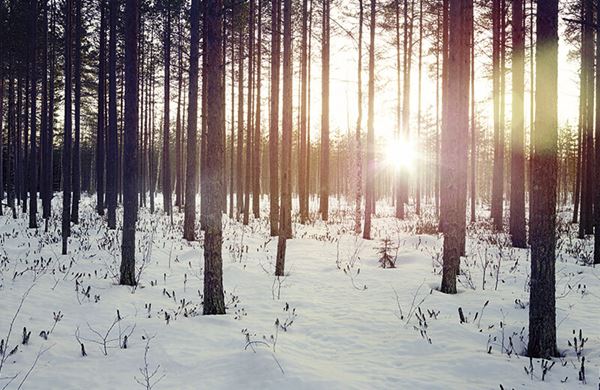 Тесты зимних шин в Лапландии